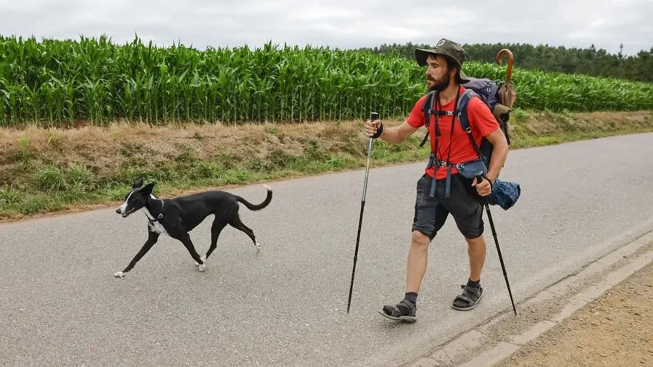 camino_santiago_perros_2_69d60b888b
