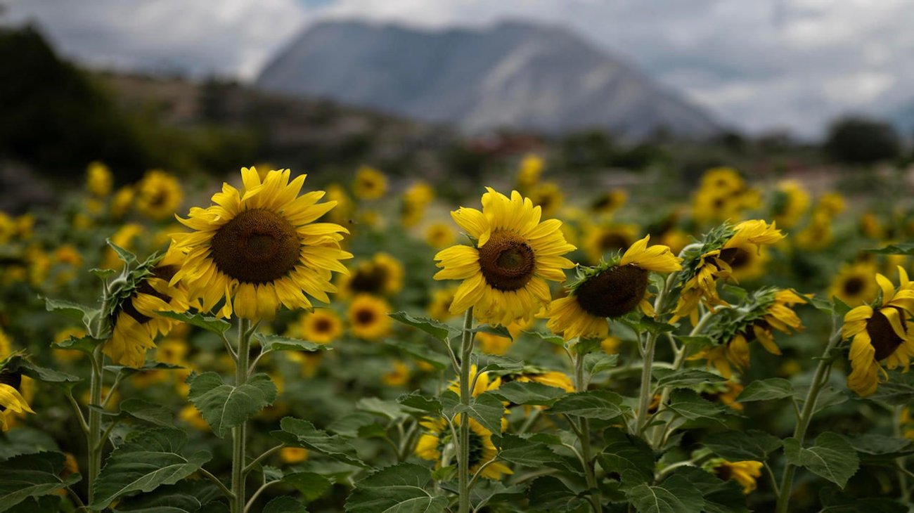 Campo de girasoles impulsa turismo sustentable en Santiago