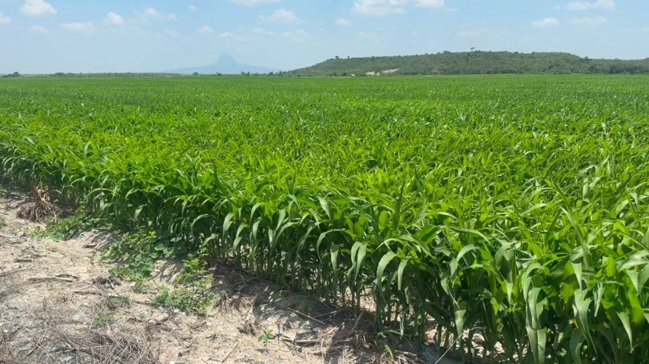 Campo se queda vacío: siembran 52% y sorgo no paga no el diésel