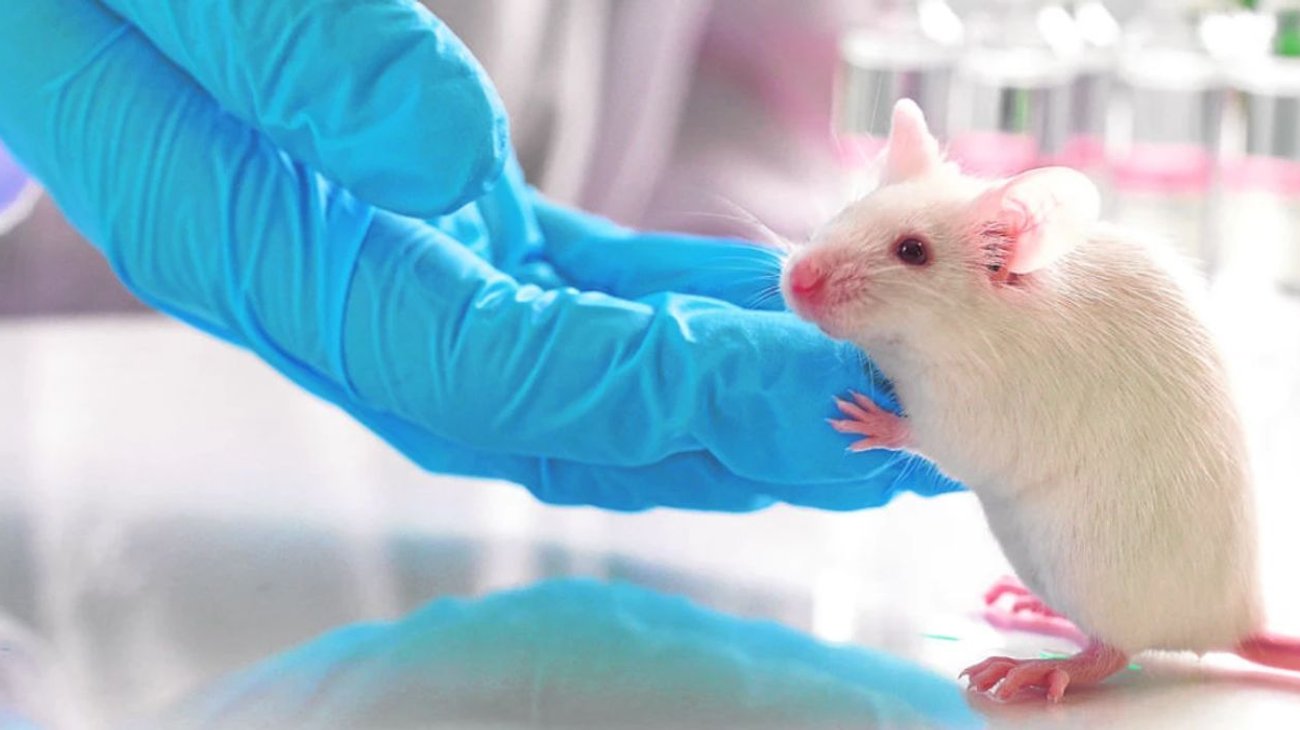 cancer_ratones_espana_pancreas_a1a711ad3d