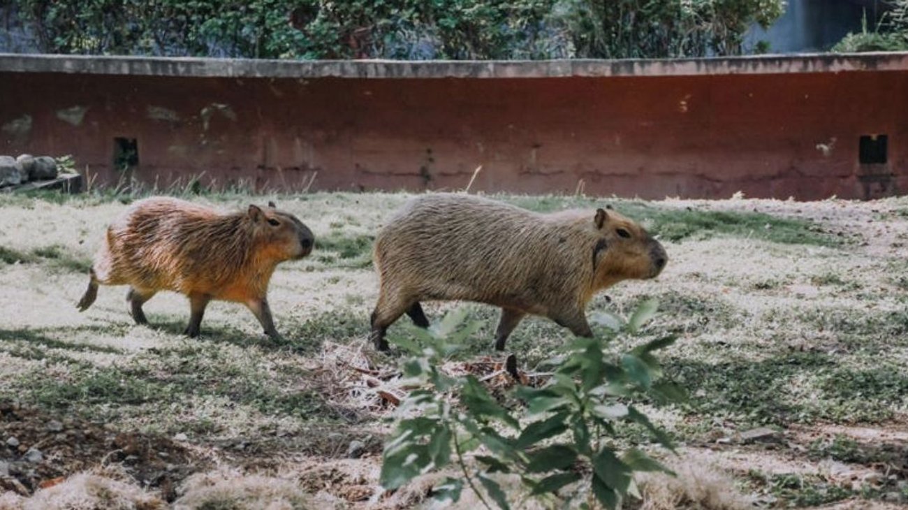 Aclara Parques y Biodiversidad caso de capibara fallecido
