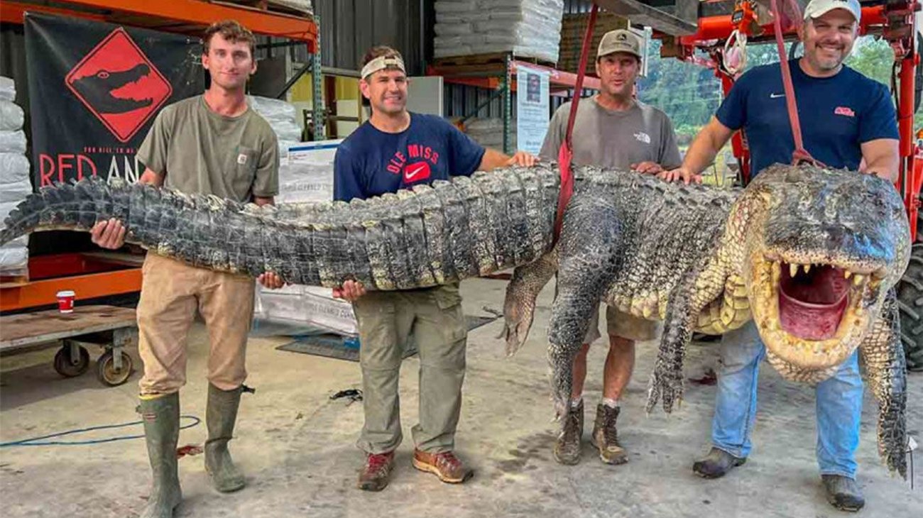 Capturan monstruoso caimán y rompe récord en Mississippi