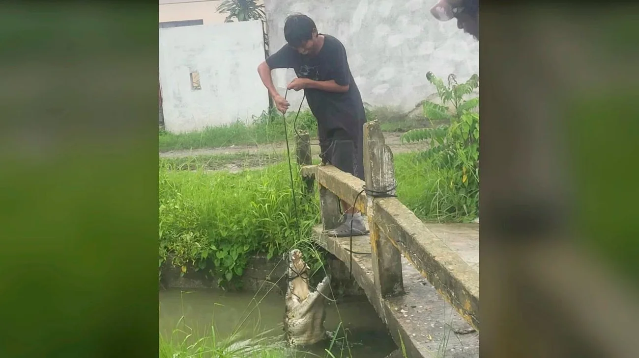 Captura a cocodrilo de más de 2 metros en Ciudad Madero