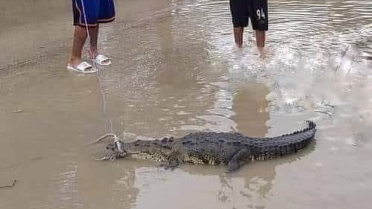 Piden a comunidad evitar acercarse y capturar cocodrilos