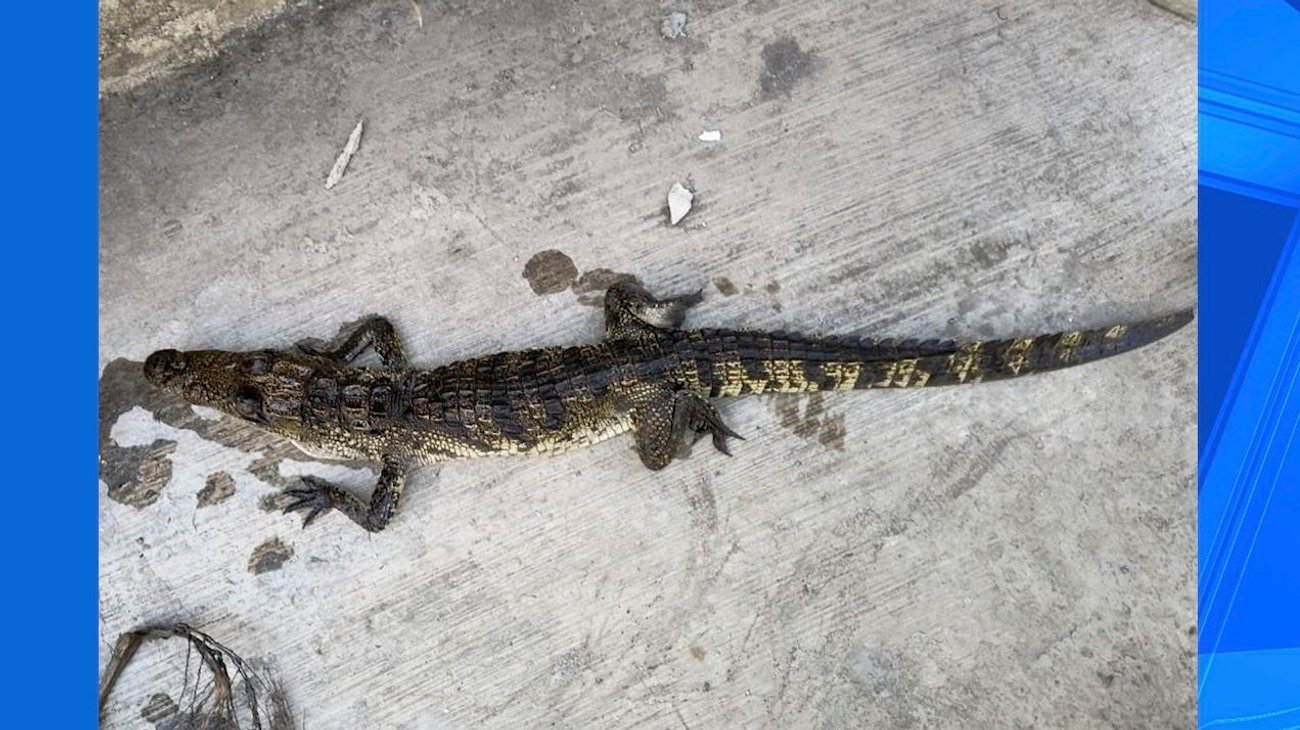 Capturan caimán en patio de una casa al sur de Monterrey
