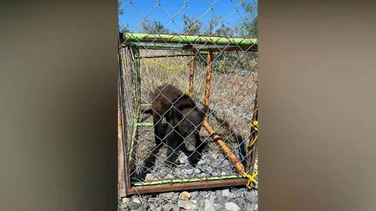 Rescatan a oso tras trepar árbol en Salinas Victoria