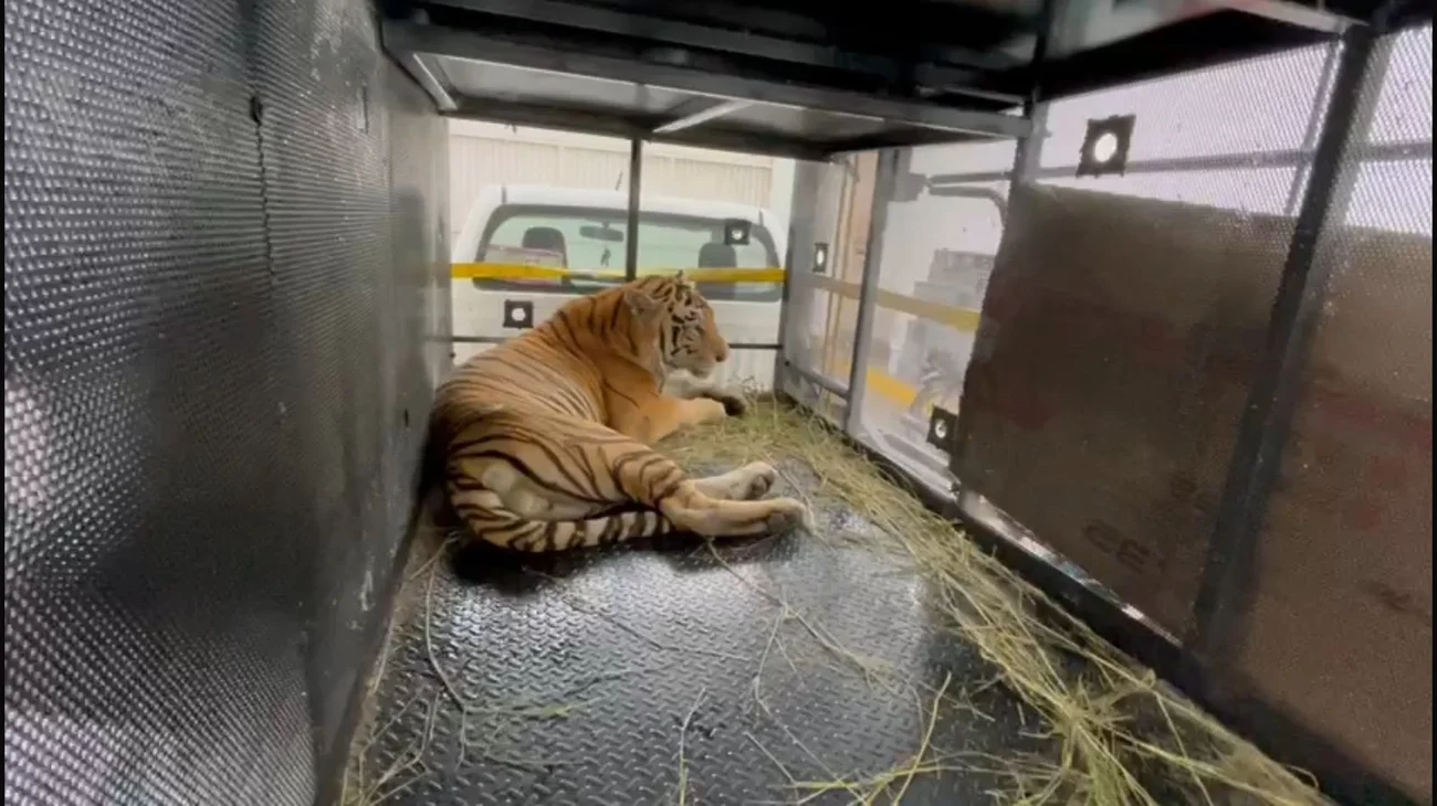Recapturan a tigre en Reynosa tras seis días de búsqueda