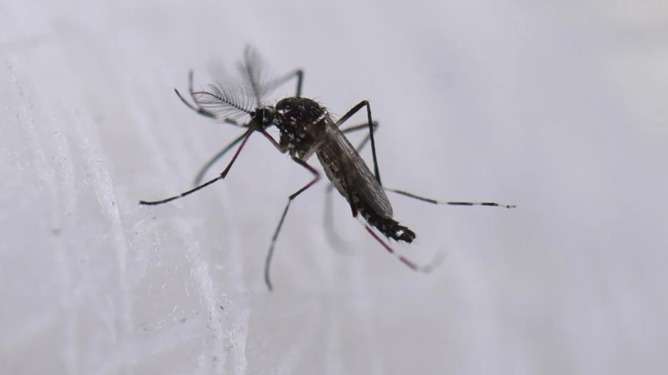 Argentina usa mosquitos estériles para controlar el dengue