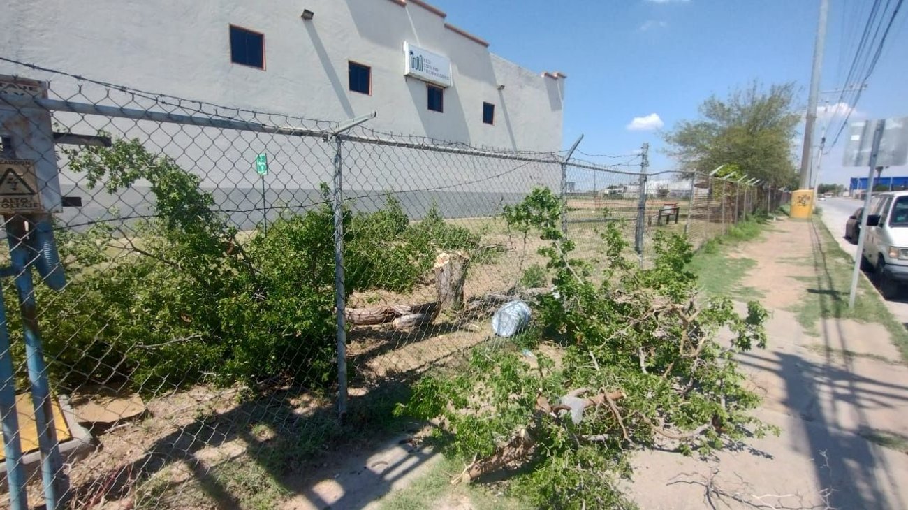 Multan a empresa por talar árboles sin permiso en Tamaulipas