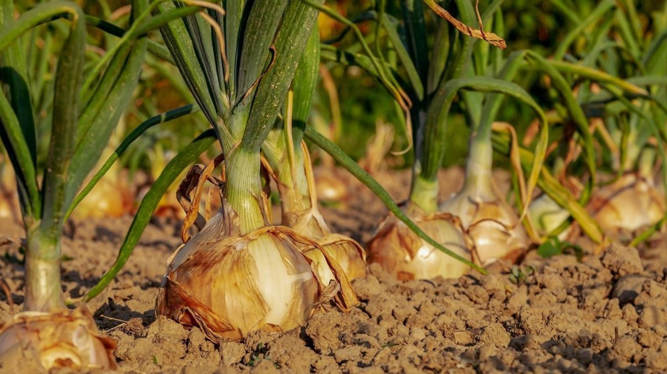cebolla_05cc3c22dc