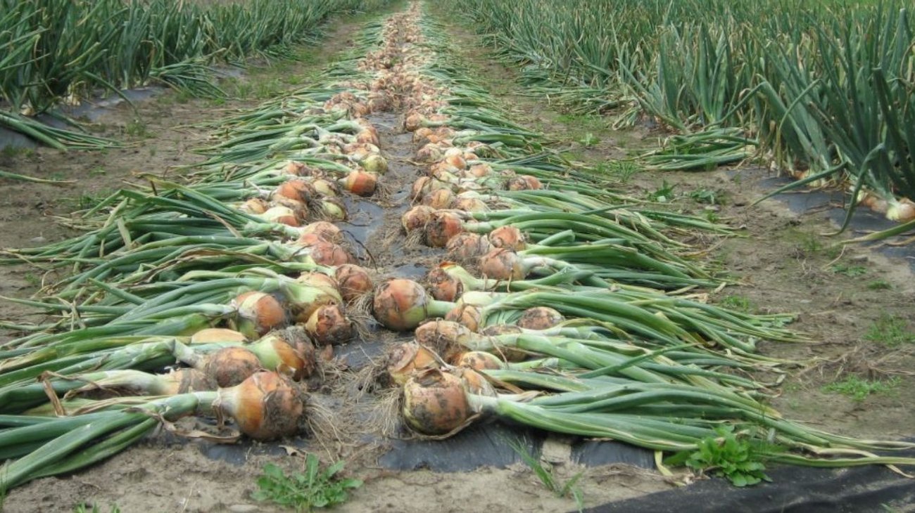 Sufre Jaumave bajos ingresos pese a cosechar cebollas gigantes