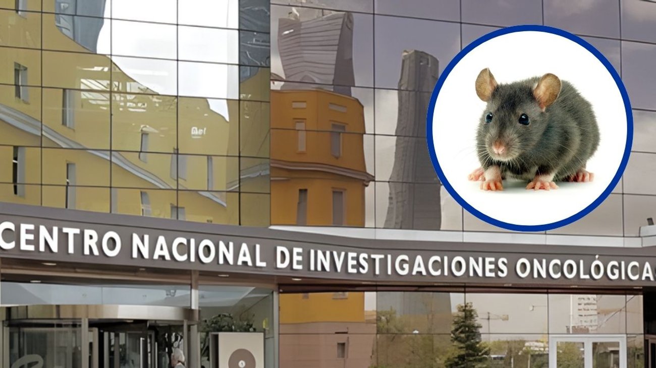 Centro Oncológico logró eliminar tumores de páncreas en ratones