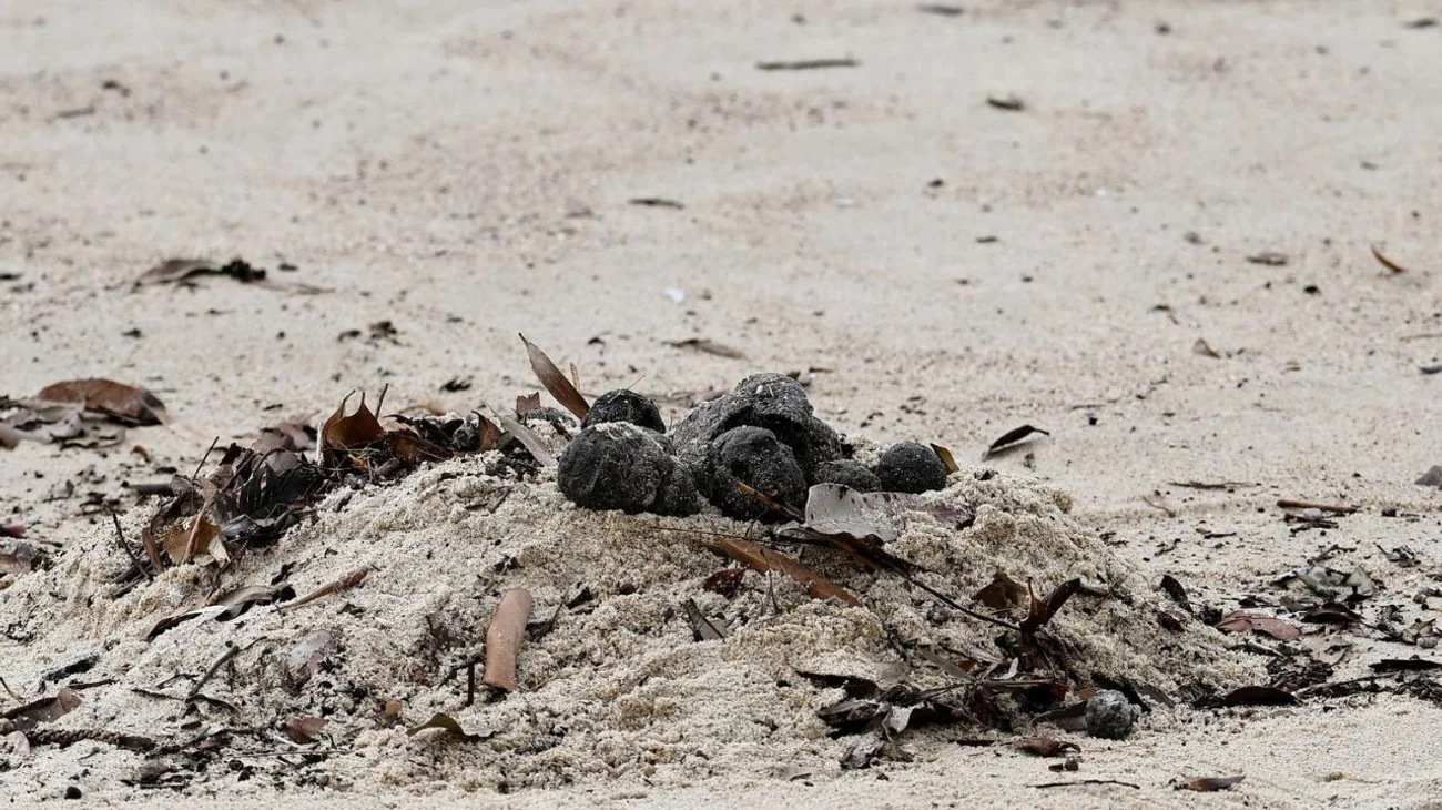 Cierran playas en Sídney por misteriosas bolas negras