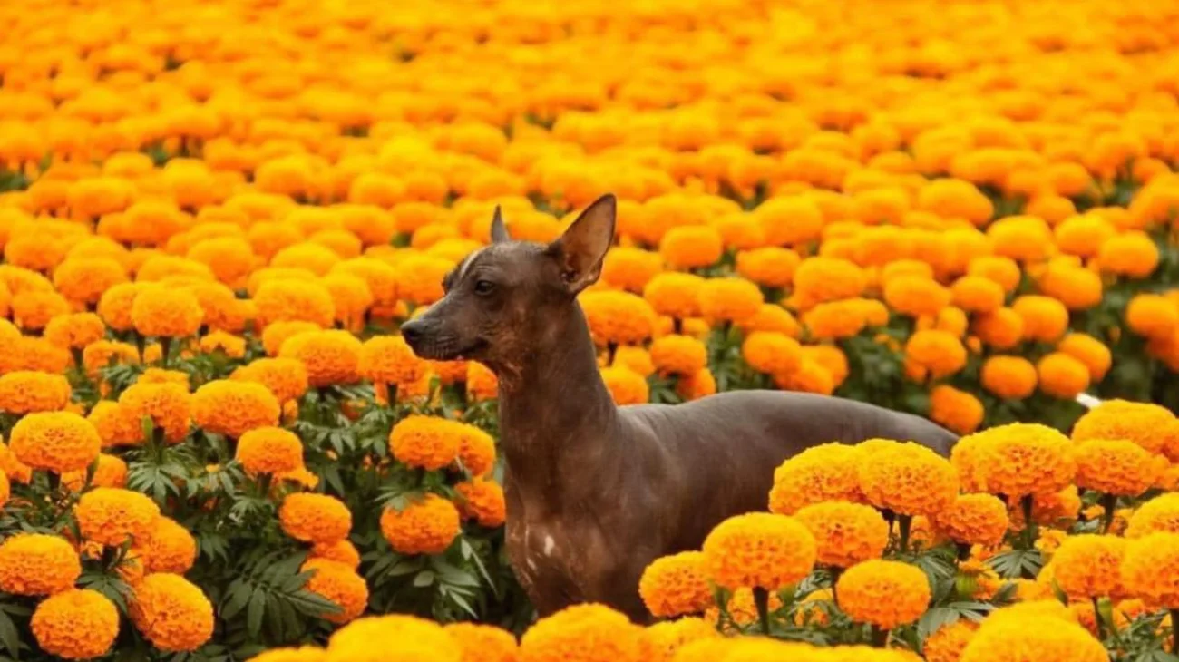 Conoce al Xoloitzcuintle: El perro guía del inframundo
