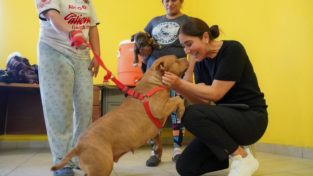 Registra Ramos Arizpe 474 esterilizaciones a perros y gatos