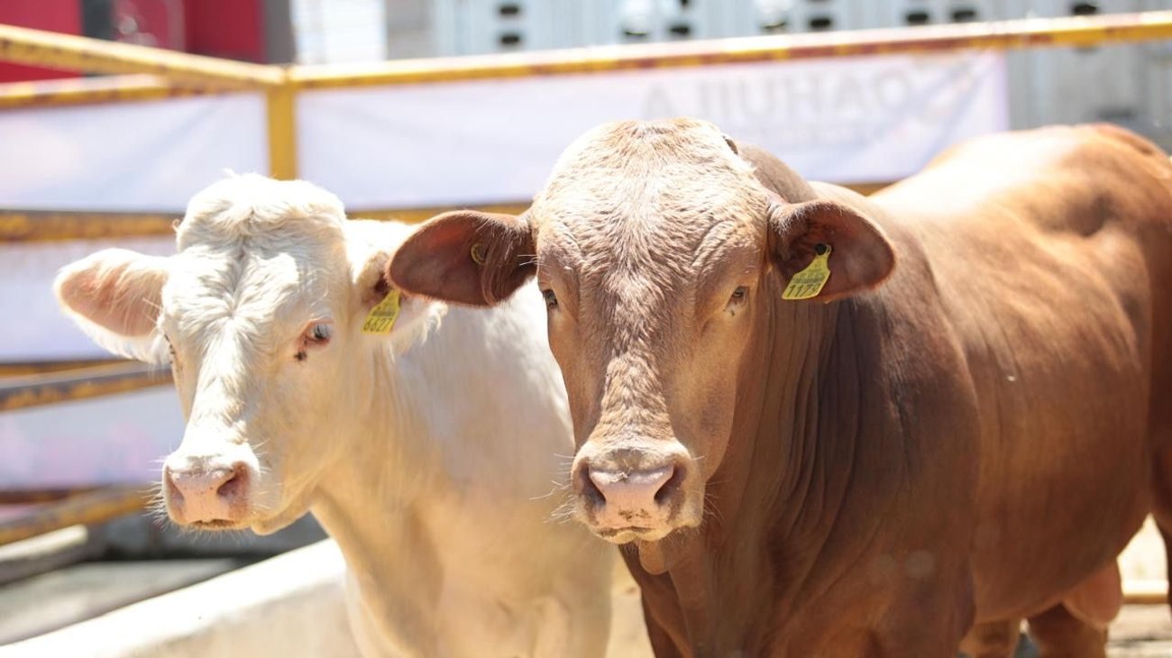 Se mantiene Coahuila libre de plaga de gusano barrenador
