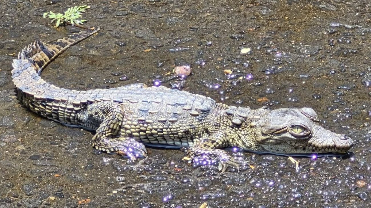 Capturan a cocodrilo hallado en alcantarilla de Coyoacán, CDMX