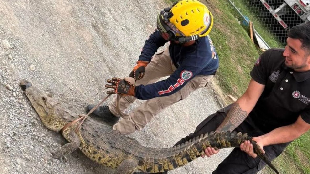 cocodrilo_allende_1583f9261b