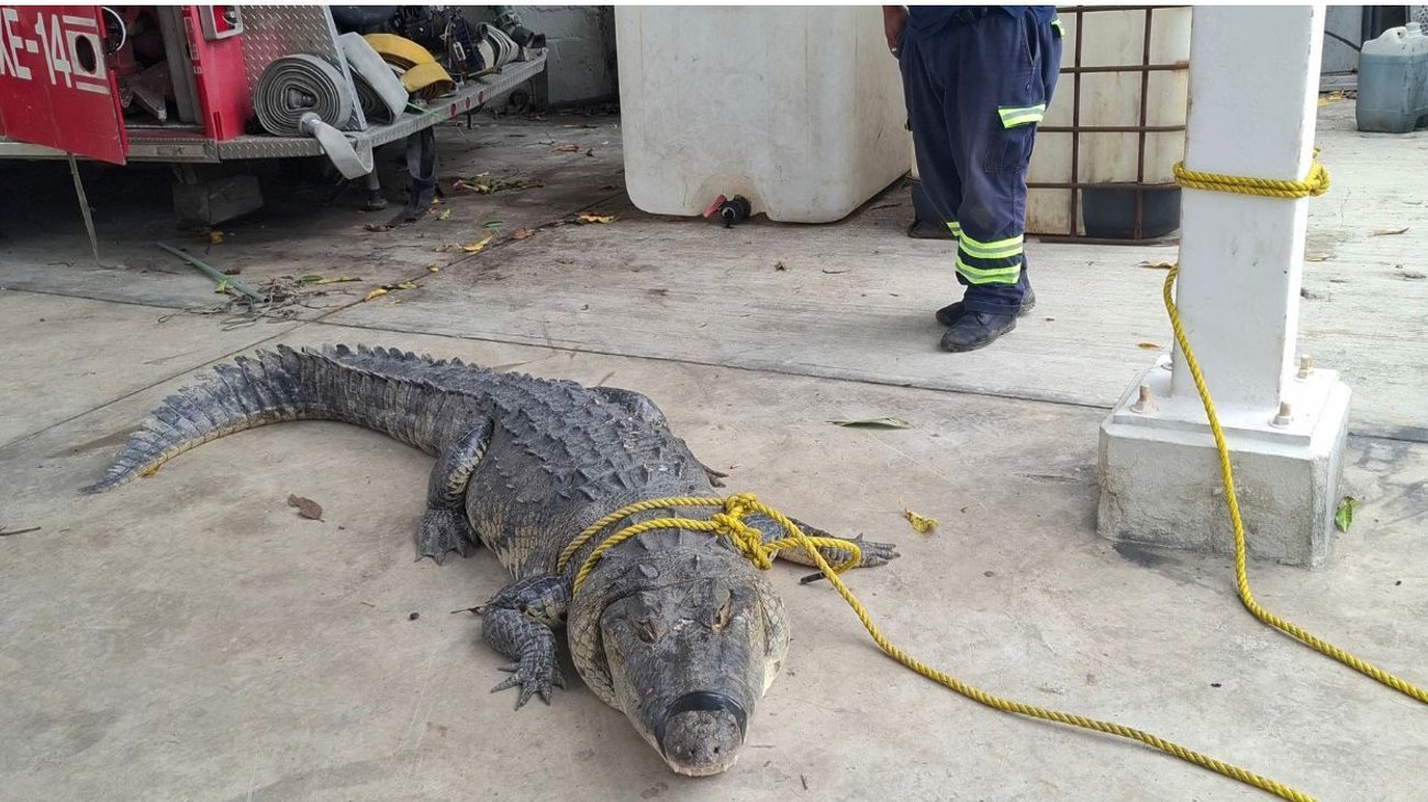 Capturan cocodrilo de tres metros en zona habitacional de Madero