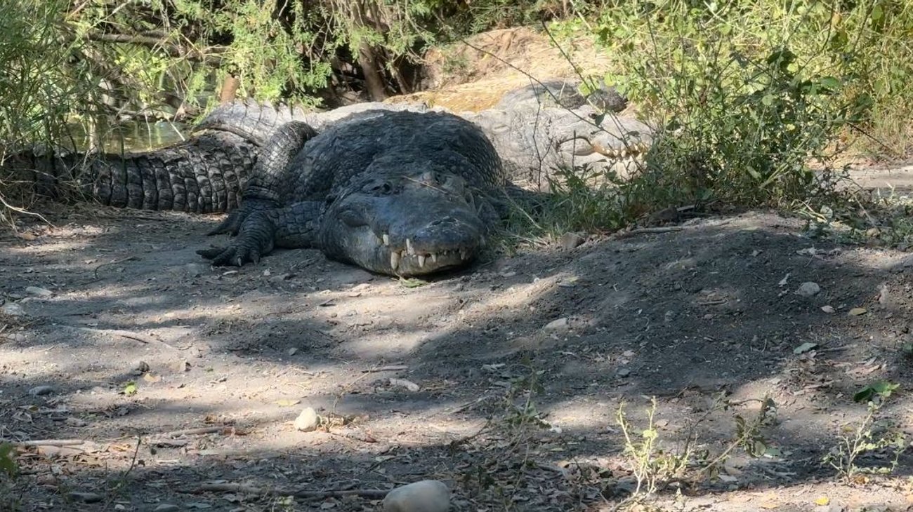 Impulsan proyecto de granja de cocodrilos Coco Canek