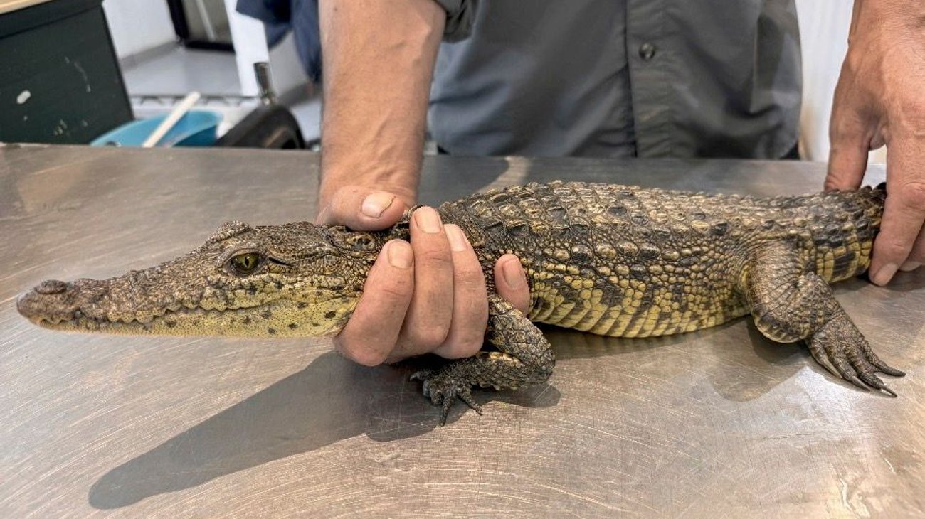 cocodrilo_museo_desierto1_0aed6847a6