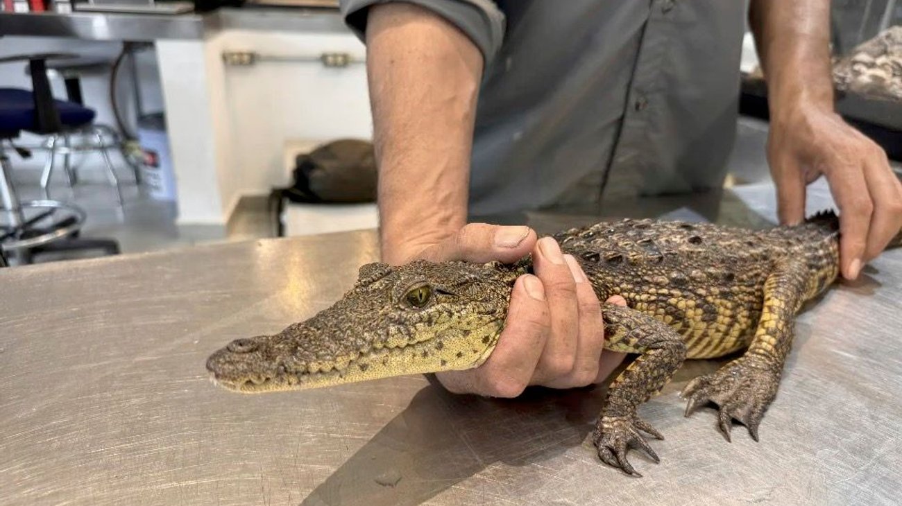 Analizan futuro de cocodrilo localizado en presa Palo Blanco