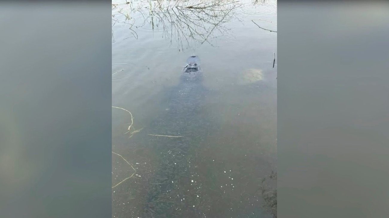 Investigan posible avistamiento de cocodrilo en 'La Playita'