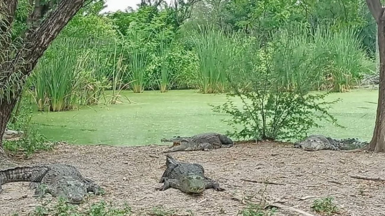 Tamaulipas ofrece capacitación para el manejo de cocodrilos