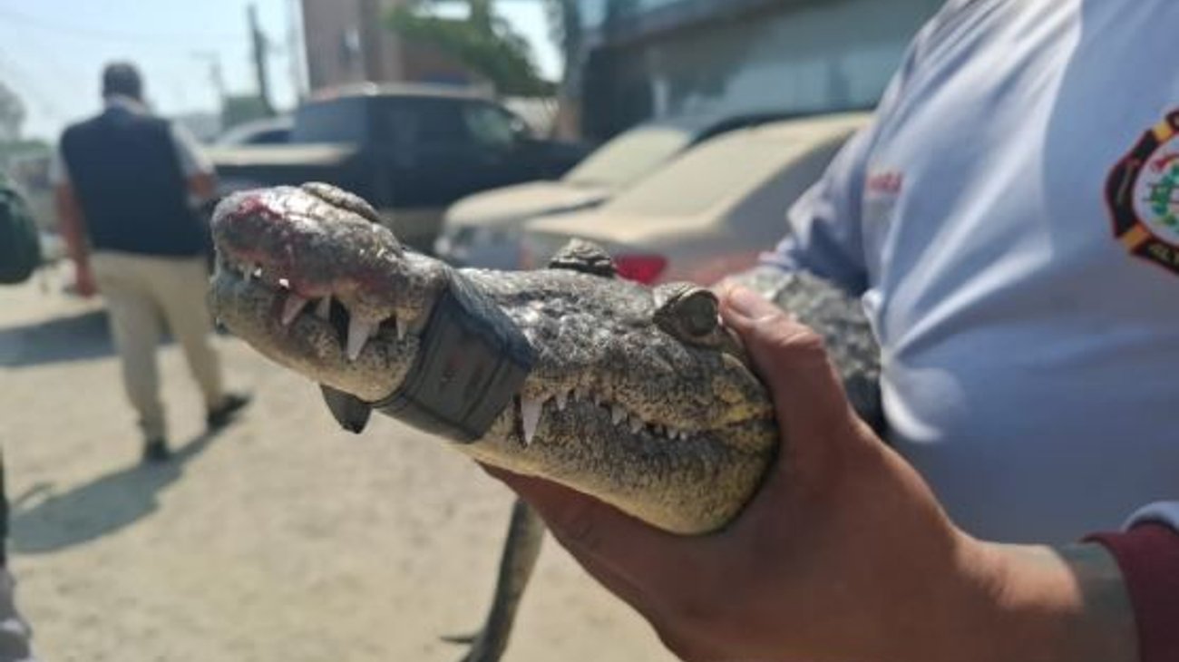 Capturan cocodrilo en pleno invierno y alertan por sobrepoblación