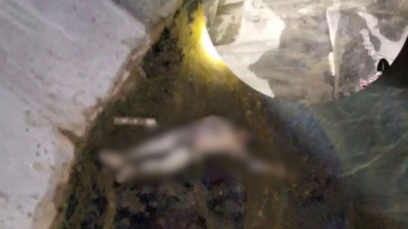 colectivos_hallan_cuerpo_durante_jornada_busqueda_reynosa_b2a0360bf0