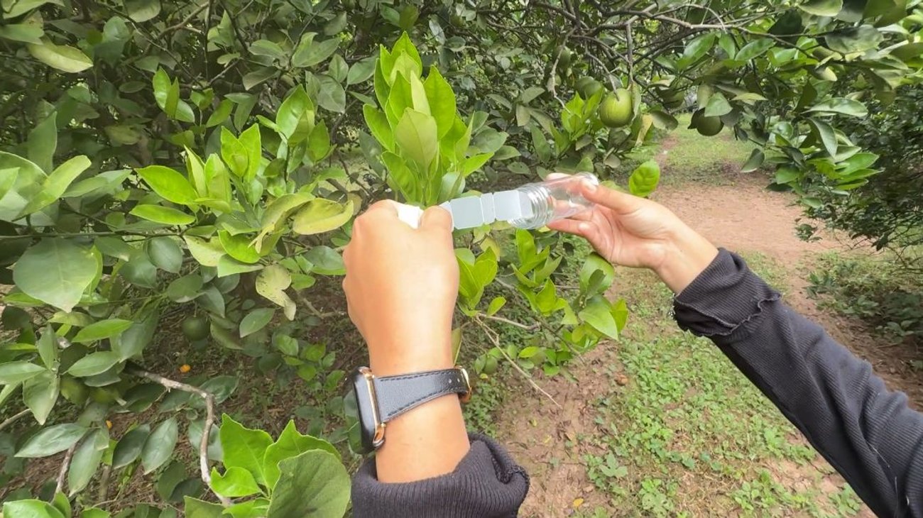 Combaten productores y especialistas enfermedades de los cítricos