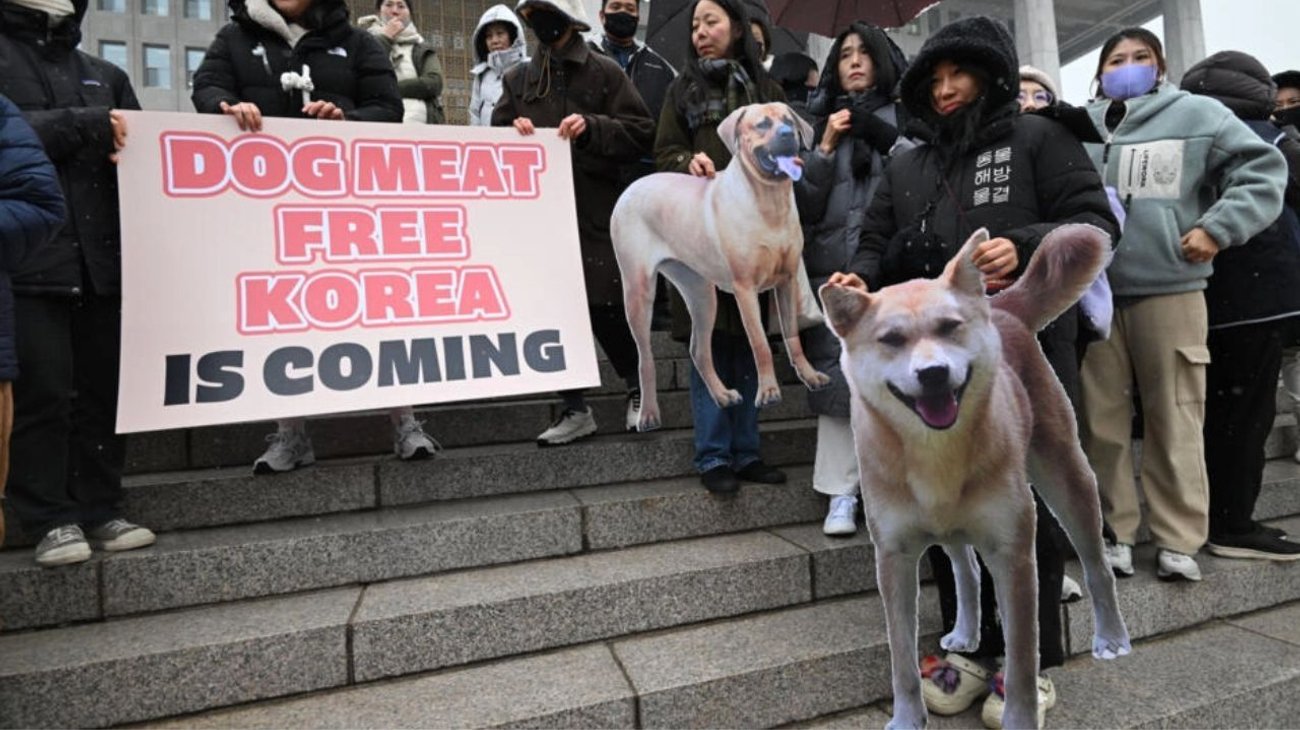 corea_del_sur_prohibe_carne_de_perro_73ef4bd76c
