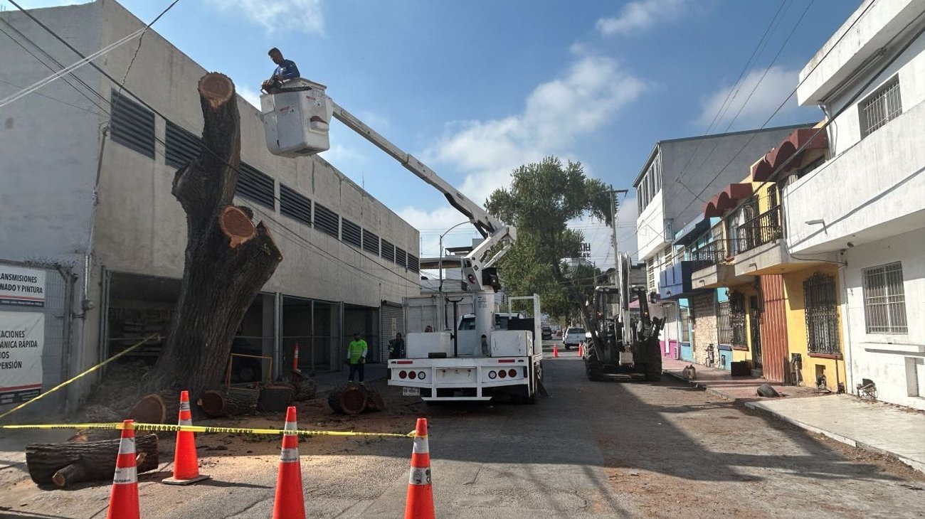 Cortan árbol que representaba riesgo para peatones y conductores