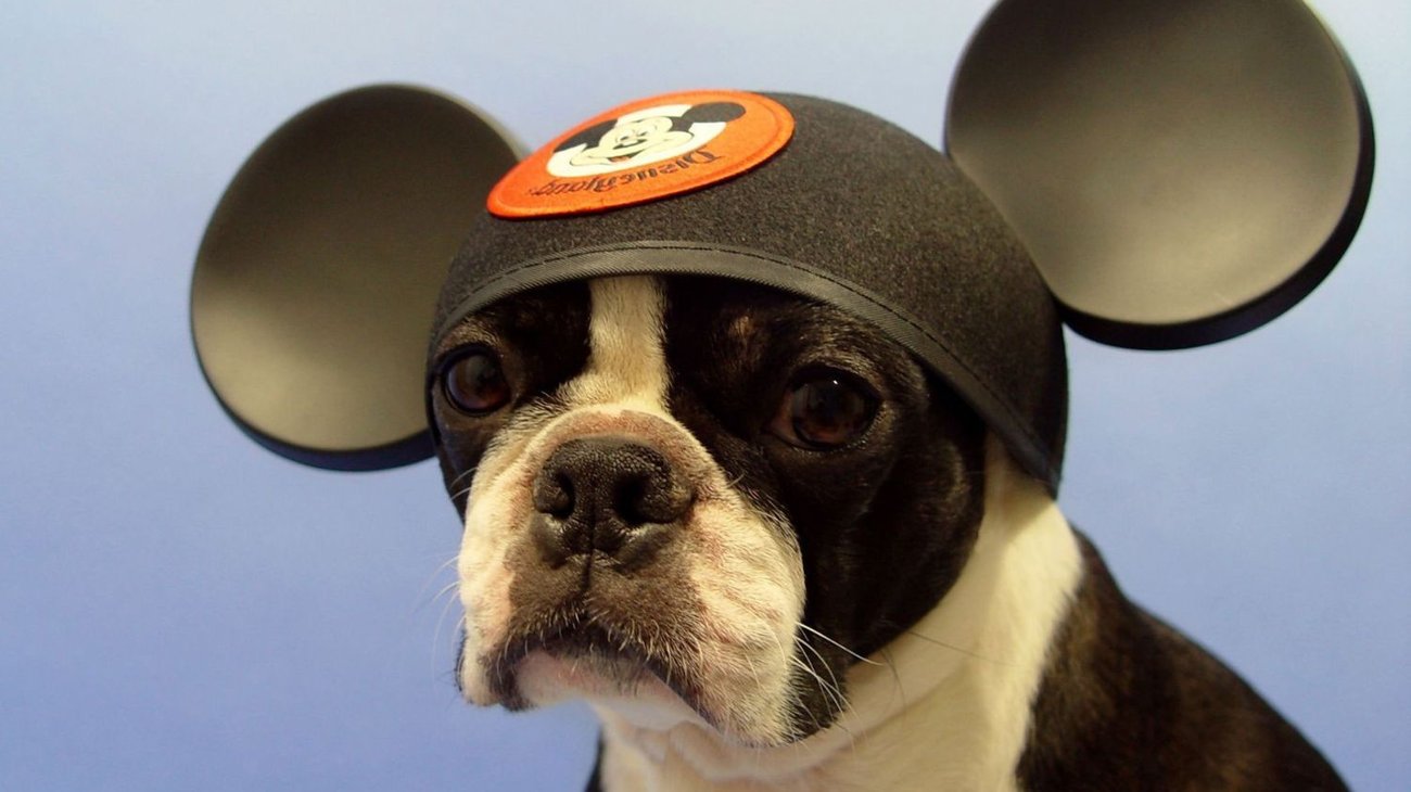 ¡Cortan orejas a mascotas como Mickey Mouse en China!