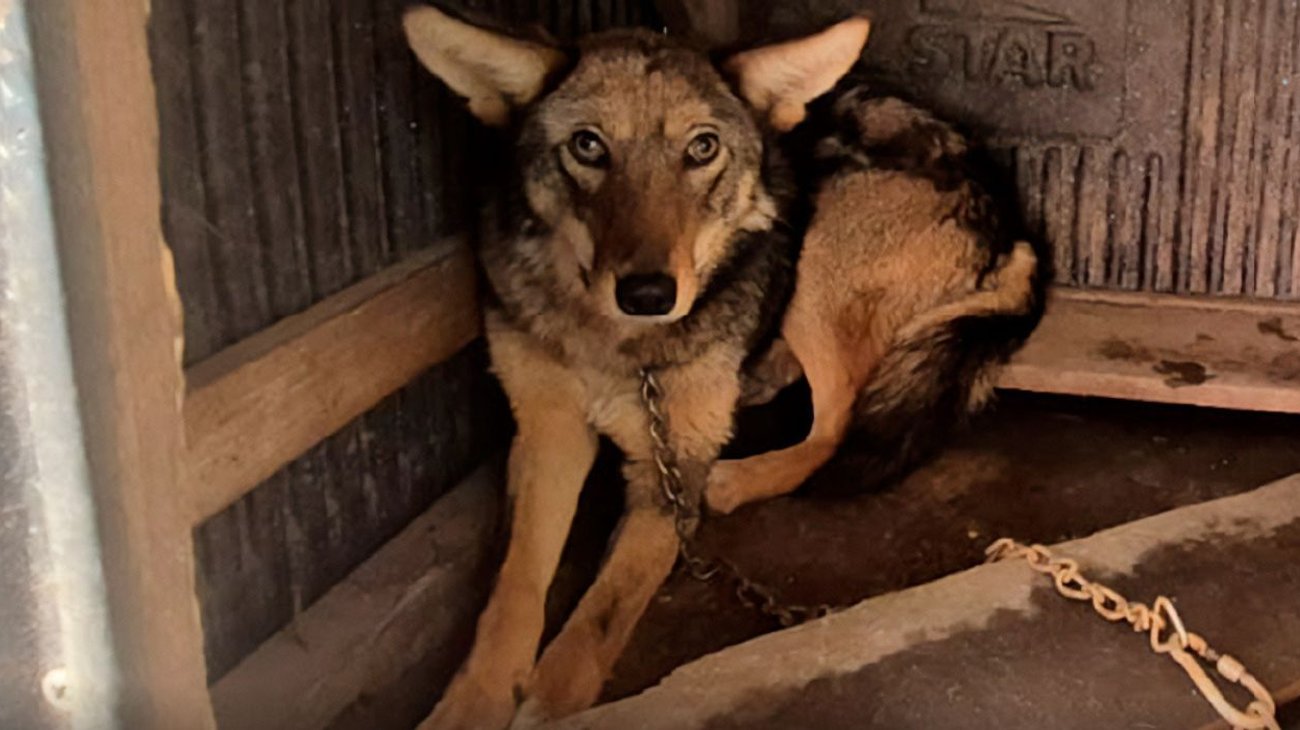 Rescatan a coyote encadenado en vivienda de Tlalmanalco