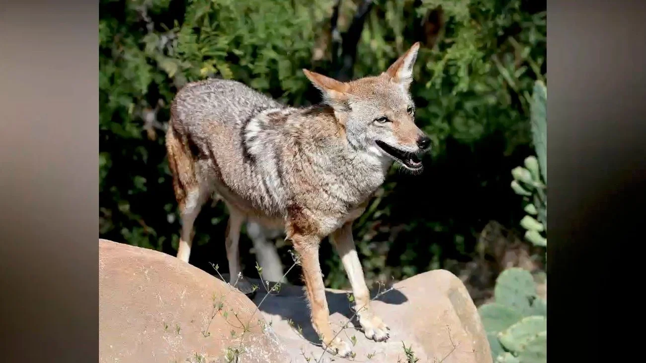 Esperan reactivar programa de rescate del lobo mexicano