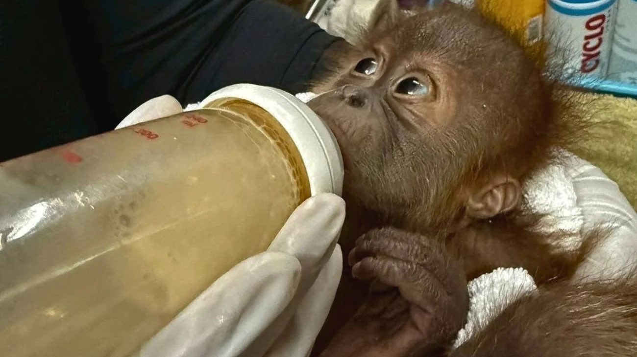 Cae hombre por contrabando de crías de orangután en Bangkok