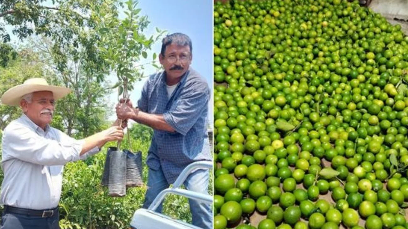 Crimen organizado cobra cuotas a limoneros en Michoacán