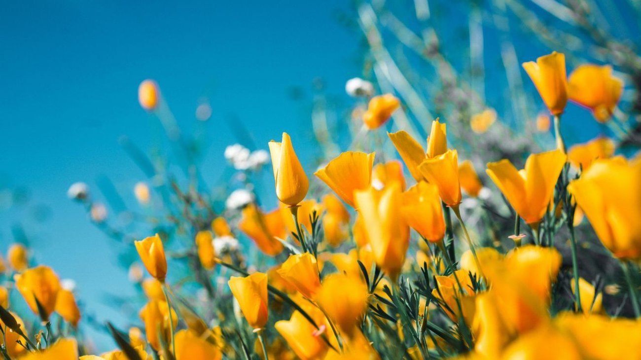 ¿Cuándo entra el equinoccio de la primavera en México?