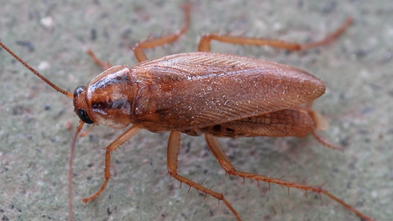 ¿Cucarachas resistentes a los pesticidas? Esto se sabe