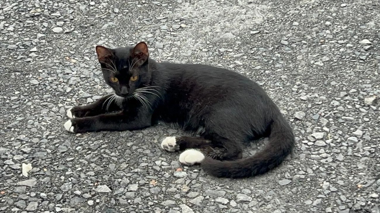  Advierten que gatos negros pueden ser víctimas de supersticiones