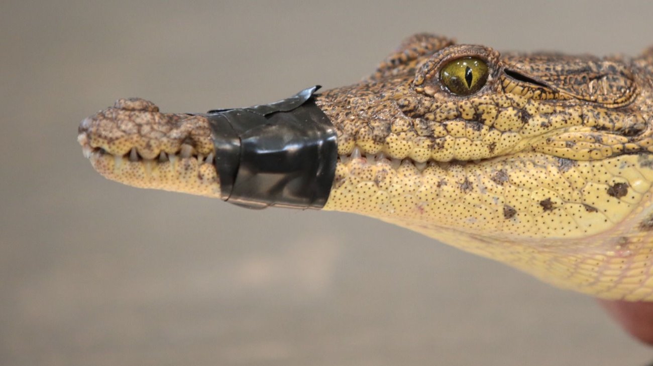 Cocodrilo capturado en Palo Blanco presenta marca de cautiverio