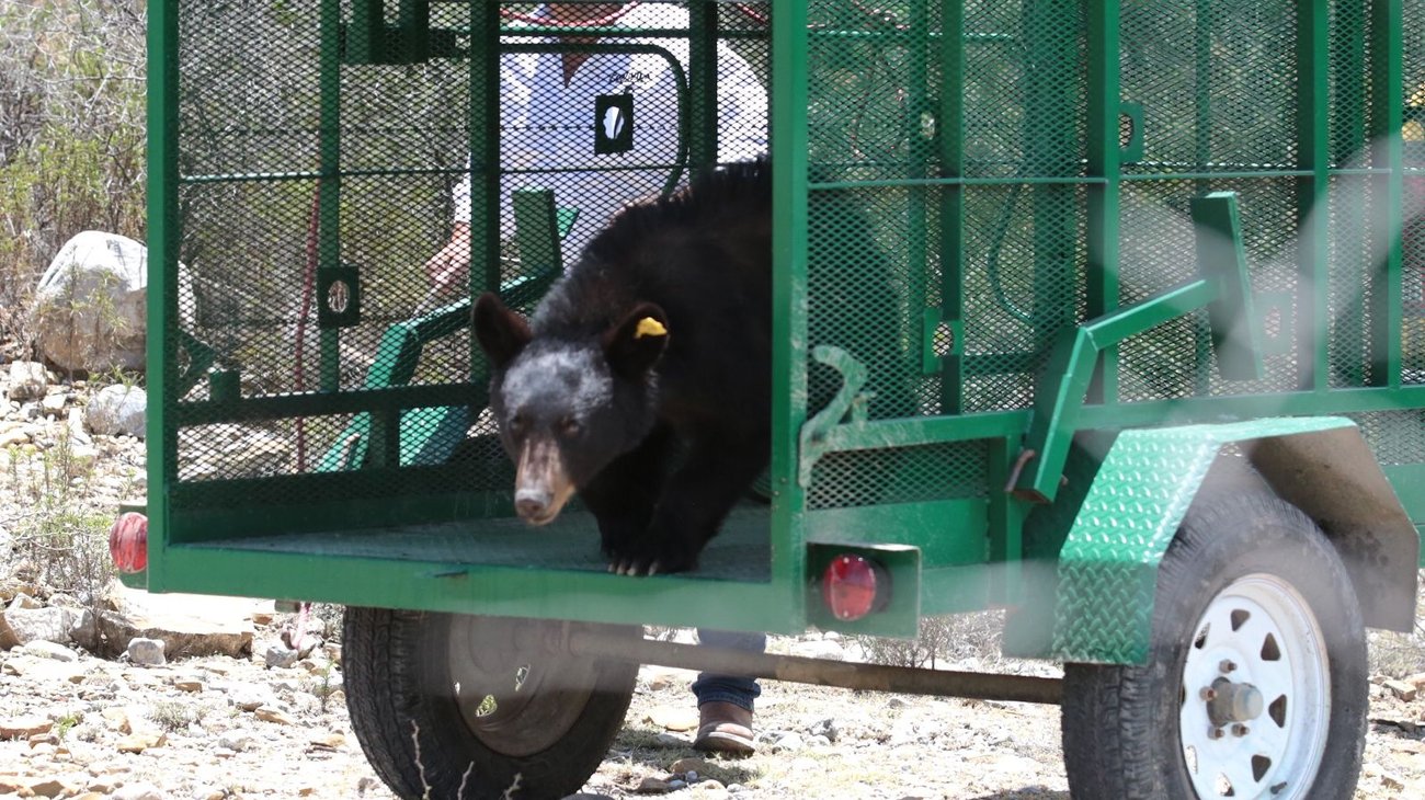 Liberan a oso negro rescatado en la zona urbana de Saltillo