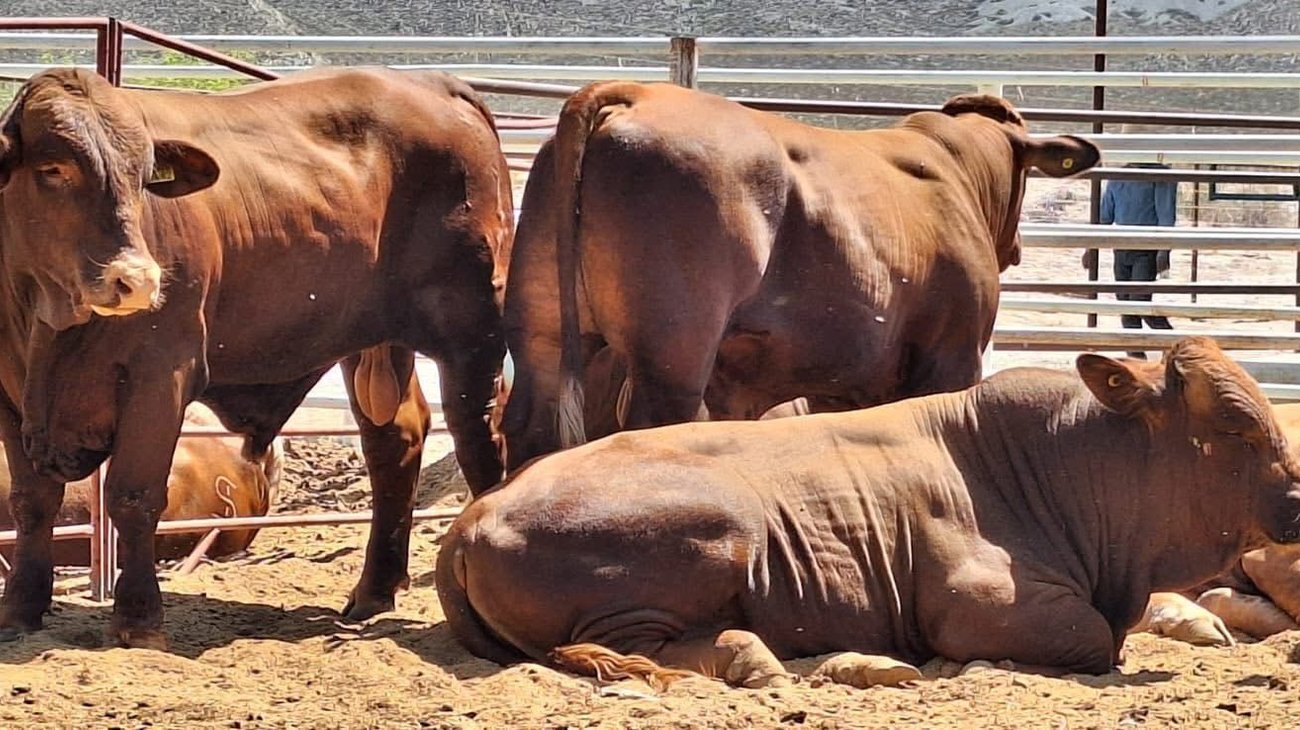 Subsidian con hasta 35 mil pesos la compra de sementales