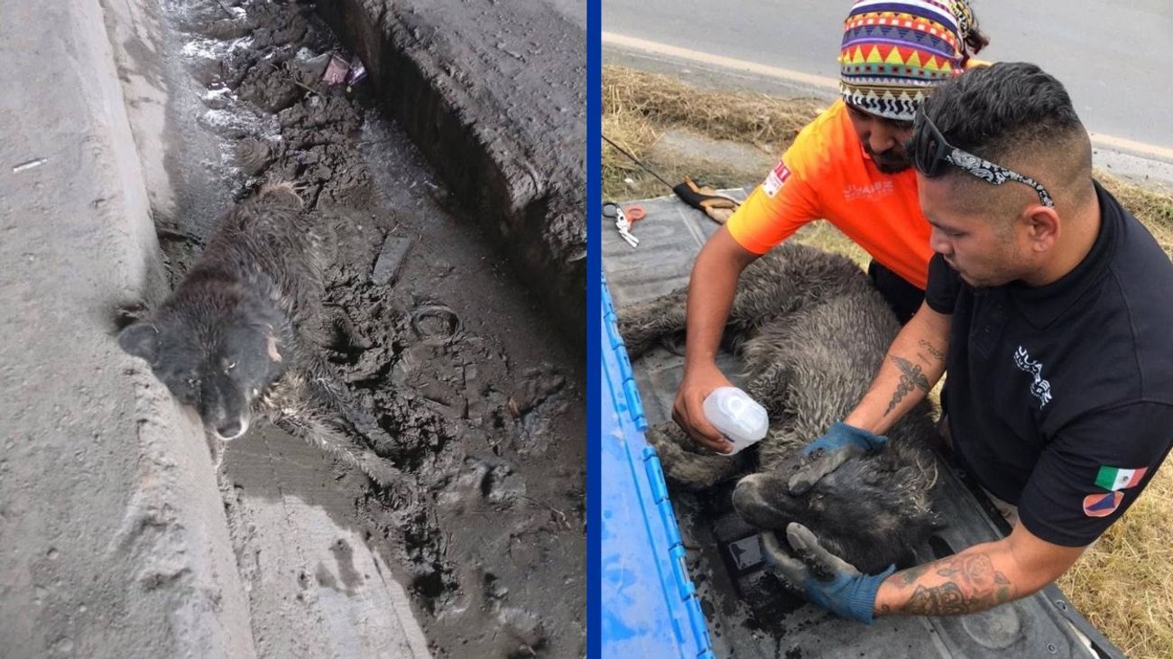 Rescatan a perro atrapado en una zanja en Juárez