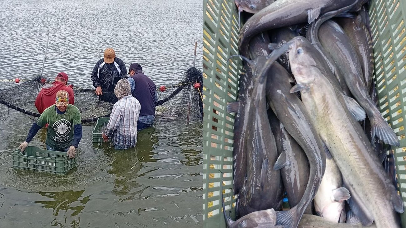 Daniel Cruz impulsa acuacultura con crías de bagre y tilapia