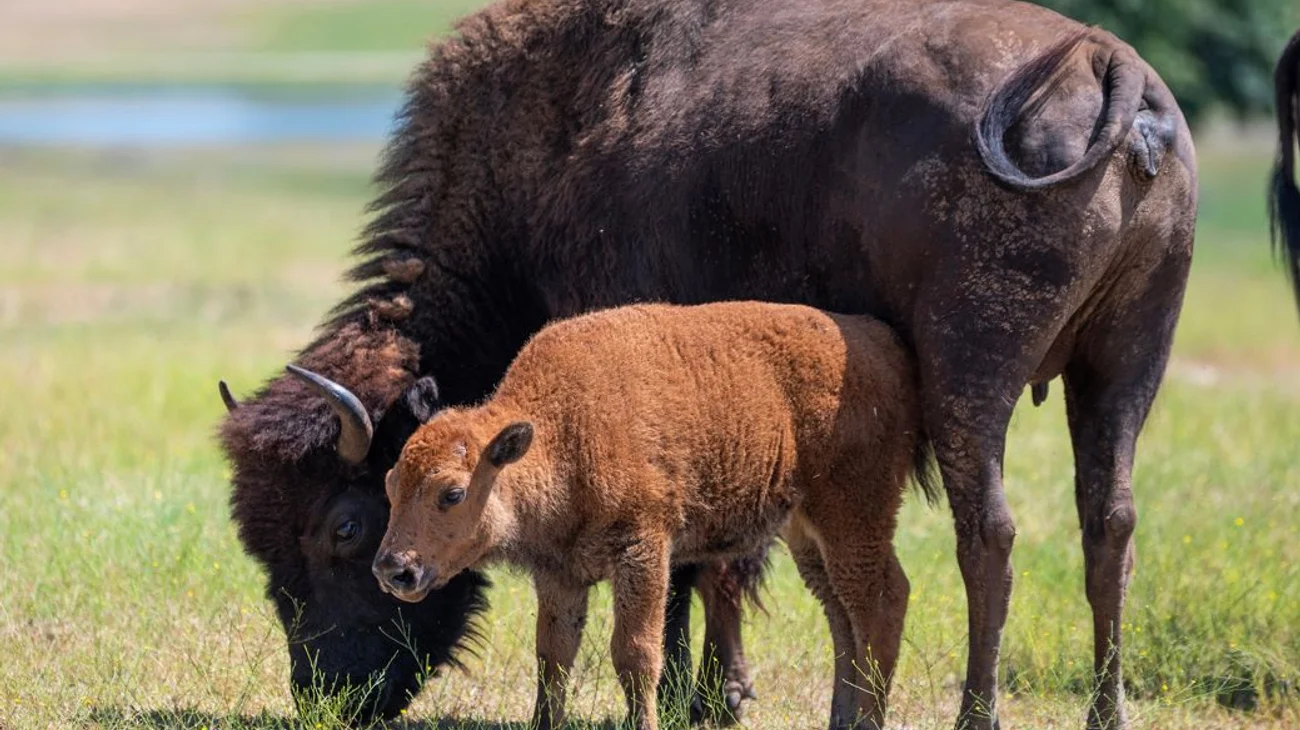 Nace cría de bisonte americano en reserva natural en NL