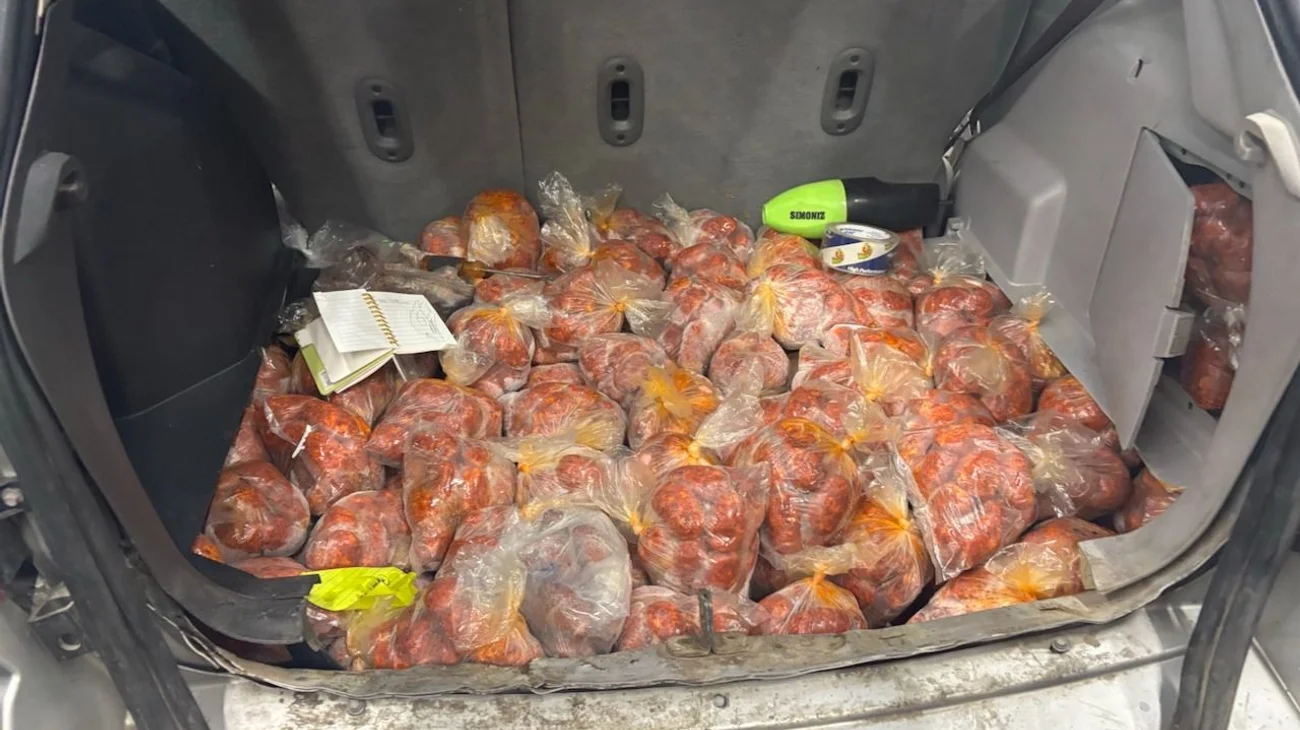 Decomisan más de 100 kilos de carne de cerdo en puente de Laredo