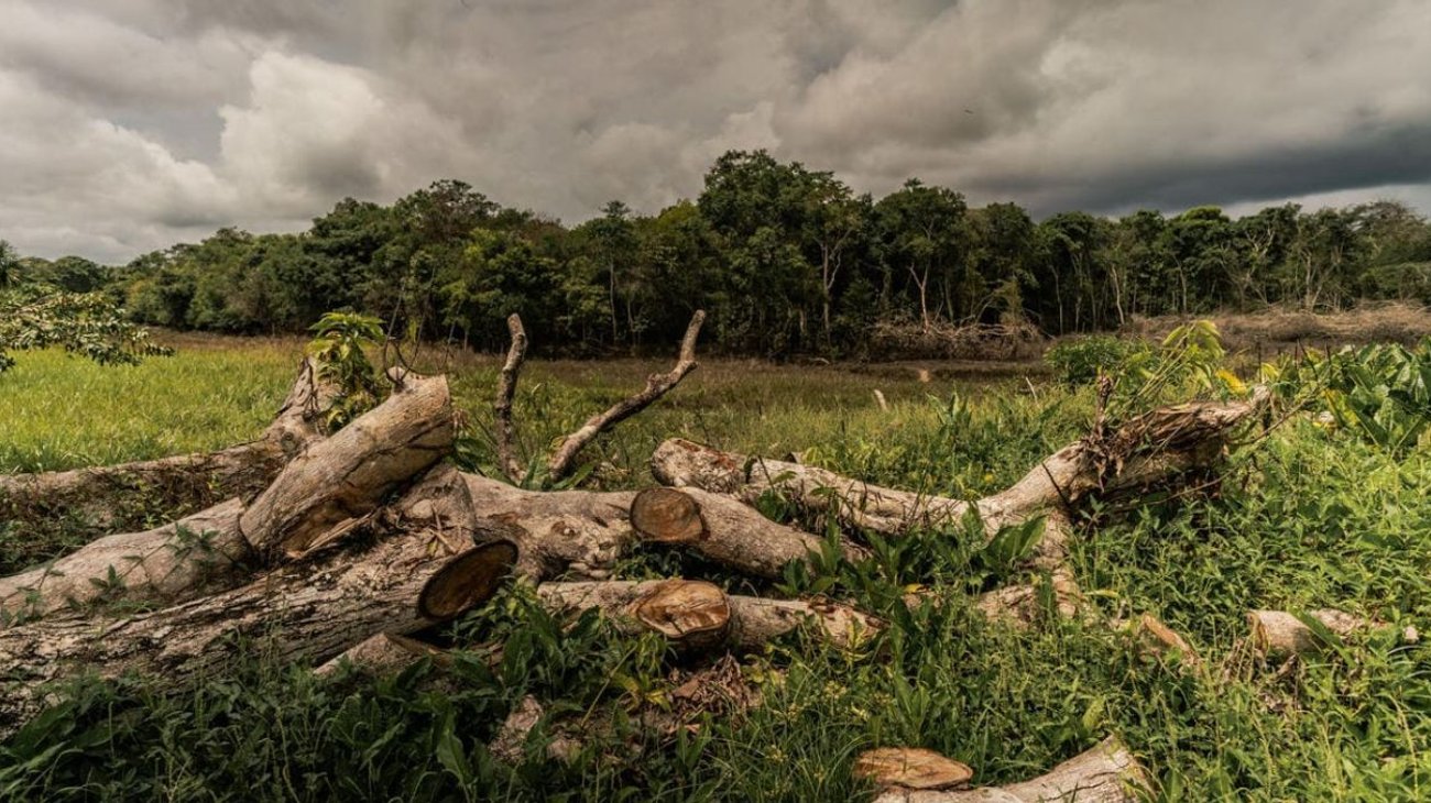 deforestacion_sheinbaum_f6aad9e423