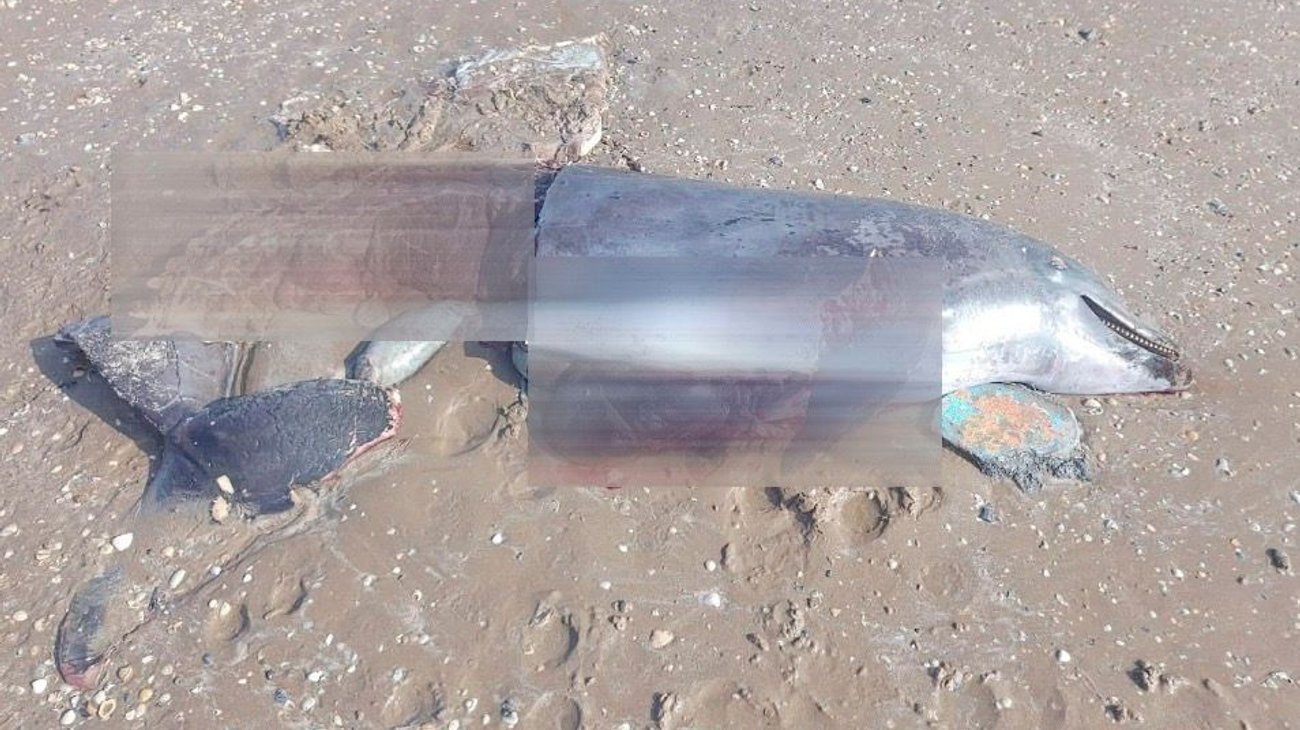 Preocupa la cacería de delfines en Playa Bagdad